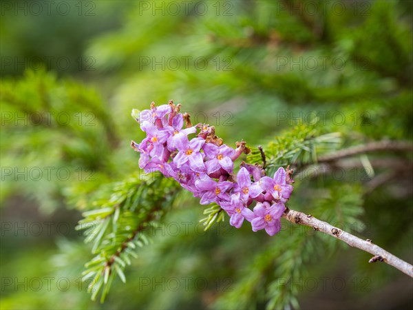 Mezereon (Daphne mezereum), near Tragoess, Styria, Austria, Europe