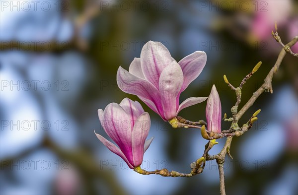 Blossoms of a magnolia (Magnolia), magnolia x soulangeana (Magnolia xsoulangeana), magnolia blossom, Offenbach am Main, Hesse, Germany, Europe