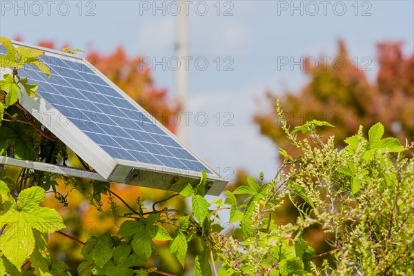 Closeup of small solar panel attached to metal support frame surrounded by green foliage with blurred background in Daejeon, South Korea, Asia