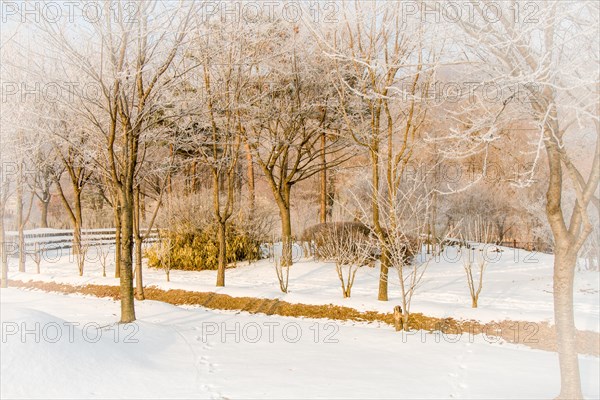 Leafless trees with frost on their branches in a snow covered public park on a winter morning with an overcast sky in Daejeon, South Korea, Asia