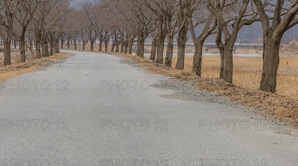 Rural paved one lane road lined with barren leafless trees on a cloudy winter morning in Daejeon, South Korea, Asia