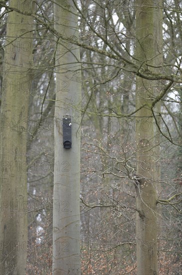 Bat box, attached to a still bare beech trunk, black, flat box, bat, nesting box, surrounded by two trees and dried beech leaves, Rombergpark, Ruhr area, Dortmund, Germany, Europe