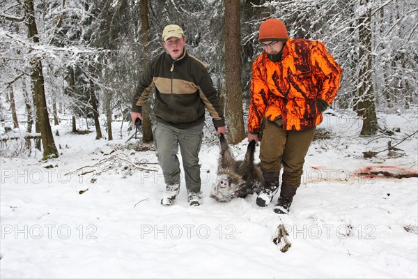 Wild boar hunt, hunters in high-visibility waistcoats pull a shot wild boar (Sus scrofa) through the snow to the assembly point, Allgaeu, Bavaria, Germany, Europe