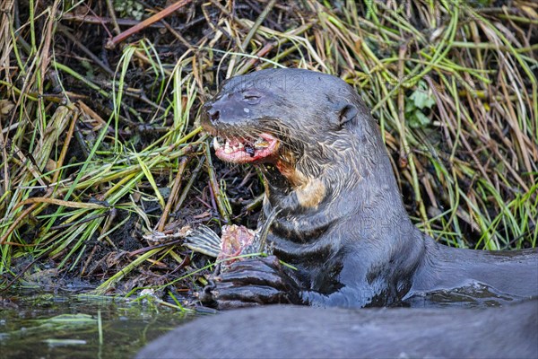 Giant otter (Pteronura brasiliensis) Pantanal Brazil