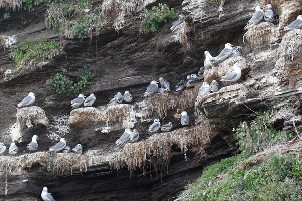 Black-legged kittiwakes (Rissa tridactyla) Old and young birds at the nest, Ekkeroy rock on the Barents Sea, northern Norway, Norway, Scandinavia, Europe