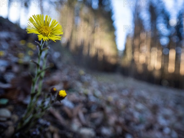 Coltsfoot (Tussilago farfara), background blur from a forest edge, Leoben, Styria, Austria, Europe