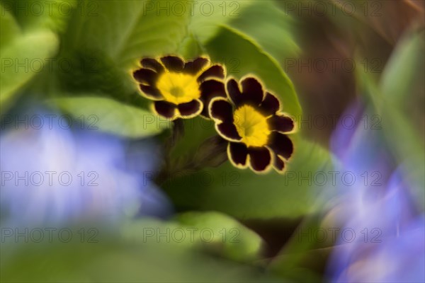 Close-up of two flowers of a primrose (Primula), picturesque, impressionistic, Hesse, Germany, Europe