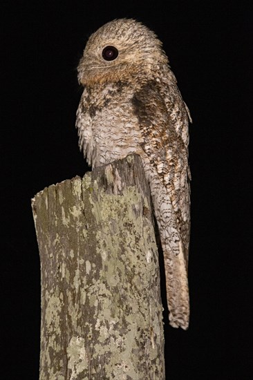 Great potoo (Nyctibius grandis) Pantanal Brazil