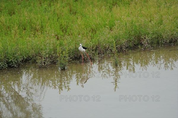 Black-winged Stilt, Himantopus himantopus, italy