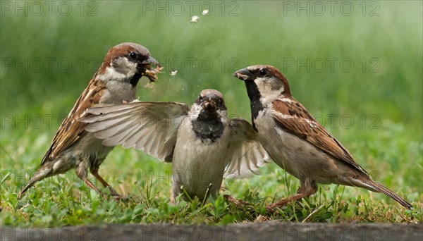 Animals, bird, sparrow, house sparrow, Passer domesticus, three sparrows fighting with each other, AI generated