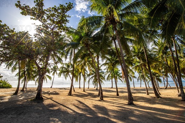 Romantic Caribbean sandy beach with palm trees, turquoise-coloured sea. Morning landscape shot at sunrise in Plage de Bois Jolan, Guadeloupe, French Antilles, North America