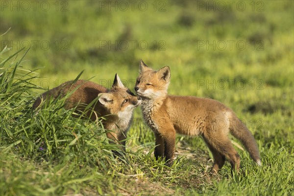 Red fox. Vulpes vulpes. Red fox cubs playing together in a meadow. Province of Quebec. Canada