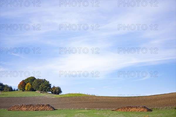 Logging, tree trunks stacked on a green meadow, behind them a ploughed field and an autumnal group of trees, in front of a bright blue sky, Diemelsee, Hesse, Germany, Europe