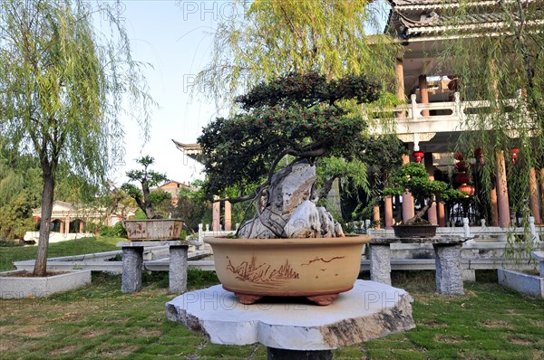 Zhu family bonsai garden, yunnan, china