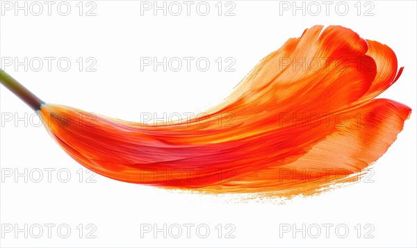 Bright orange flower petal on white background AI generated