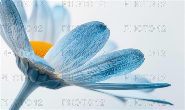 Light blue daisy flower petals on white background AI generated