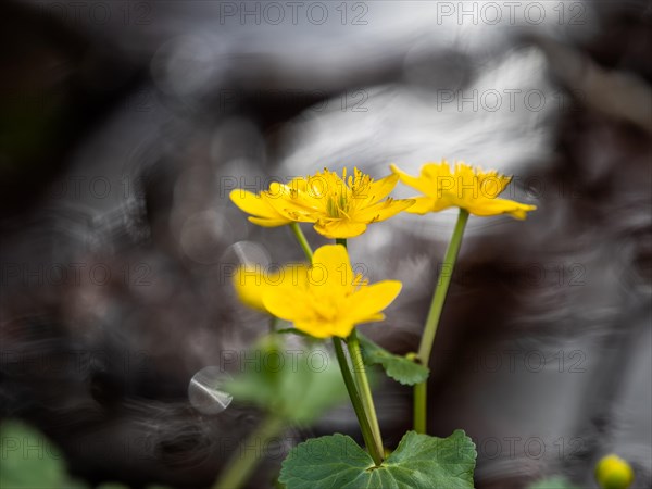 Marsh marigolds (Caltha palustris), banks of the Laming, near Tragoess, Styria, Austria, Europe