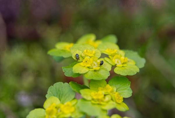 Alternate-leaved golden saxifrage (Chrysosplenium alternifolium)