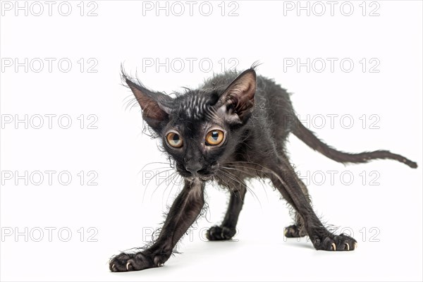 Lykoi cat on white background. KI generiert, generiert, AI generated