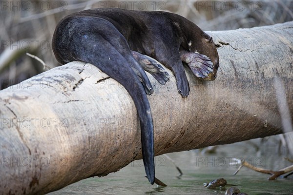 Giant otter (Pteronura brasiliensis) Pantanal Brazil