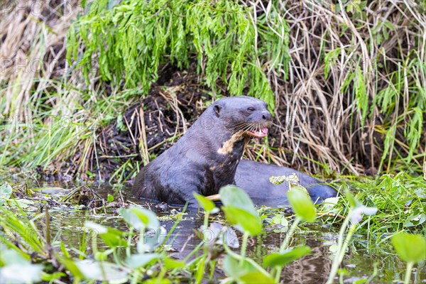 Giant otter (Pteronura brasiliensis) Pantanal Brazil