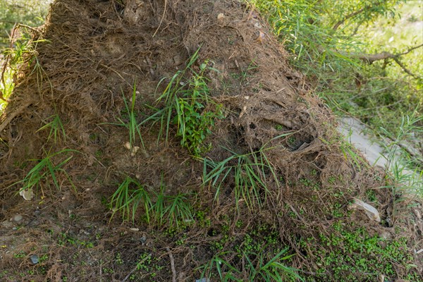 Close-up of uprooted tree roots surrounded by green vegetation, in South Korea