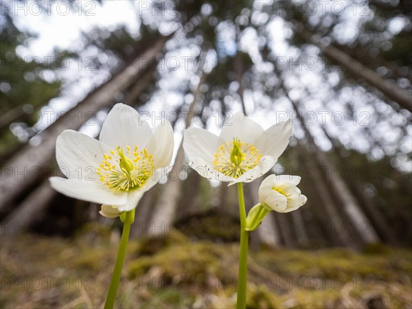 Christmas rose (Helleborus niger), near Tragoess, Styria, Austria, Europe