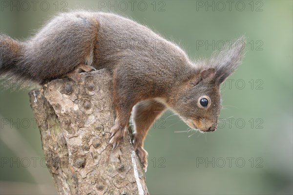 Eurasian red squirrel (Sciurus vulgaris), sitting on top of a sawn-off tree trunk, looking attentively downwards in front, holding on to the trunk, brush ears, winter fur, profile view, background blurred green, Ruhr area, Dortmund, Germany, Europe