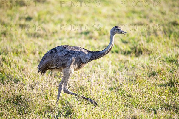 Nandu (Rhea americana) Pantanal Brazil