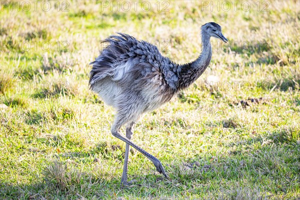 Nandu (Rhea americana) Pantanal Brazil