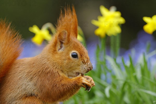 Portrait of a eurasian red squirrel (Sciurus vulgaris) on a blue star meadow with daffodils, Hesse, Germany, Europe
