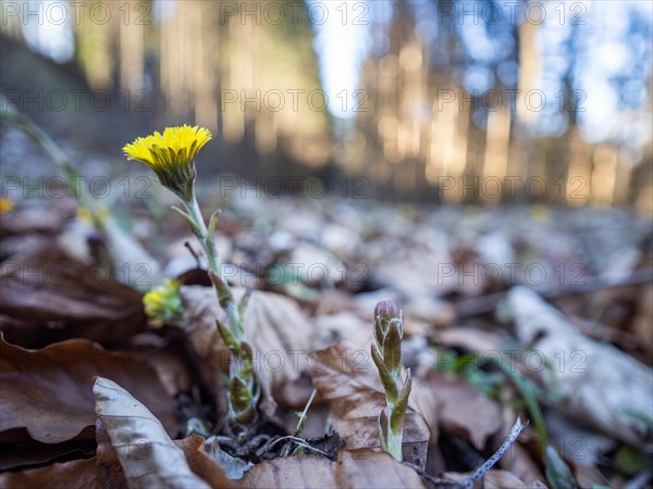 Coltsfoot (Tussilago farfara), background blur from a forest edge, Leoben, Styria, Austria, Europe