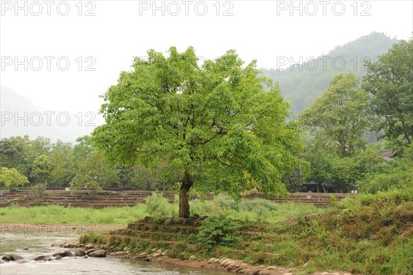 Liujiang water village, travel, river, tree, sichuan, china