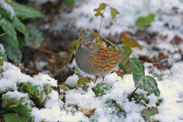 Dunnock (Prunella modularis)