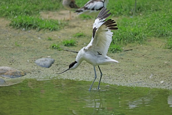 Black-winged Black-winged Stilt (Himantopus himantopus)