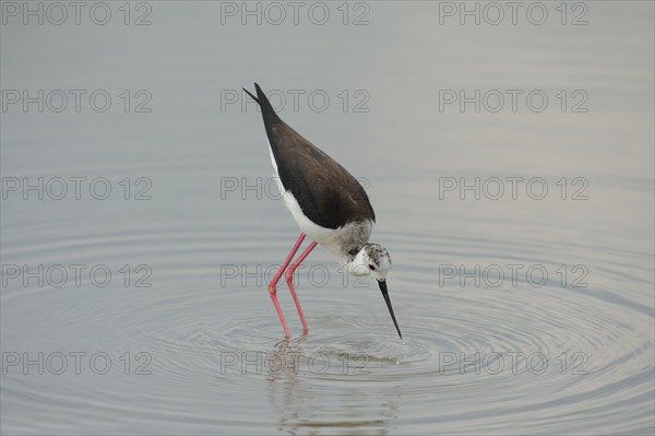 Black-winged Stilt, Himantopus himantopus, italy