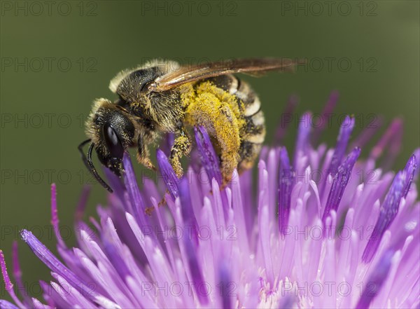 Sweat bee (Halictus scabiosae) searching for pollen on a scabiosa flower, Valais, Switzerland, Europe