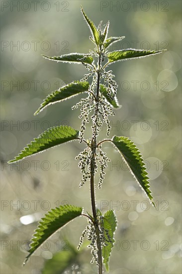 Stinging nettle (Urtica), male inflorescence in backlight, North Rhine-Westphalia, Germany, Europe