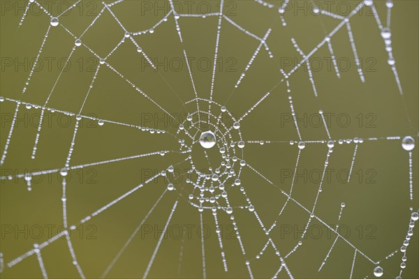 Spider's web with dewdrops, Moselle, Rhineland-Palatinate, Germany, Europe