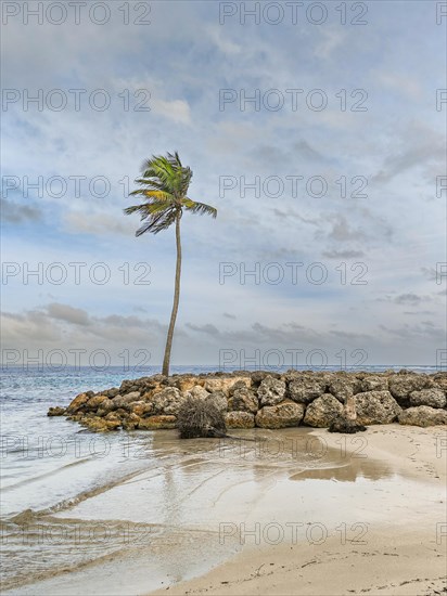 Caribbean dream beach with palm trees, white sandy beach and turquoise-coloured, crystal-clear water in the sea. Shallow bay on a cloudy day. Plage de Sainte Anne, Grande Terre, Guadeloupe, French Antilles, North America