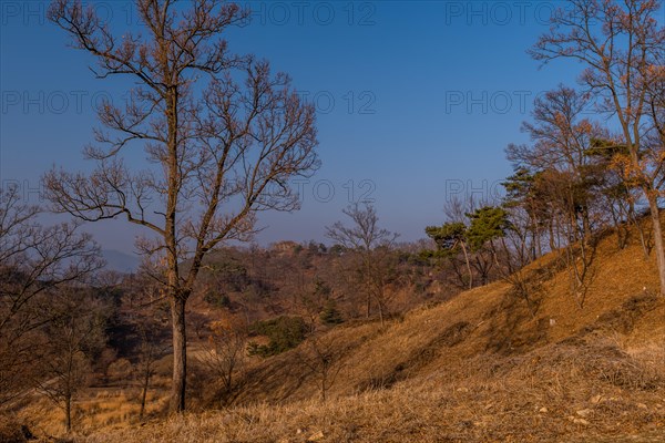 Leafless tree growing on mountain with clear blue sky in background in Boeun, South Korea, Asia