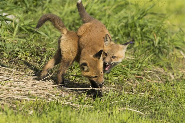 Red fox. Vulpes vulpes. Red fox cubs playing together in a meadow. Province of Quebec. Canada