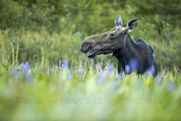 Moose. Alces alces. Moose cow feeding with aquatic vegetation. La Mauricie national park. Province of Quebec. Canada