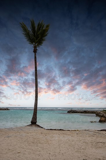 Caribbean dream beach with palm trees, white sandy beach and turquoise-coloured, crystal-clear water in the sea. Shallow bay at sunset. Plage de Sainte Anne, Grande Terre, Guadeloupe, French Antilles, North America