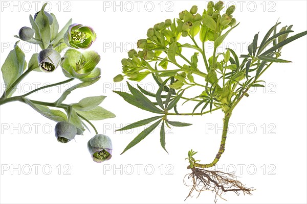 Palm-leaf hellebore (Helleborus foetidus) with roots on a white background, Bavaria, Germany, Europe