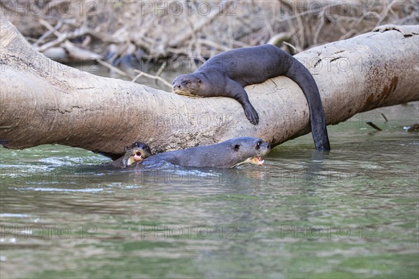 Giant otter (Pteronura brasiliensis) Pantanal Brazil