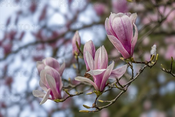 Blossoms of a magnolia (Magnolia), magnolia x soulangeana (Magnolia xsoulangeana), magnolia blossom, Offenbach am Main, Hesse, Germany, Europe