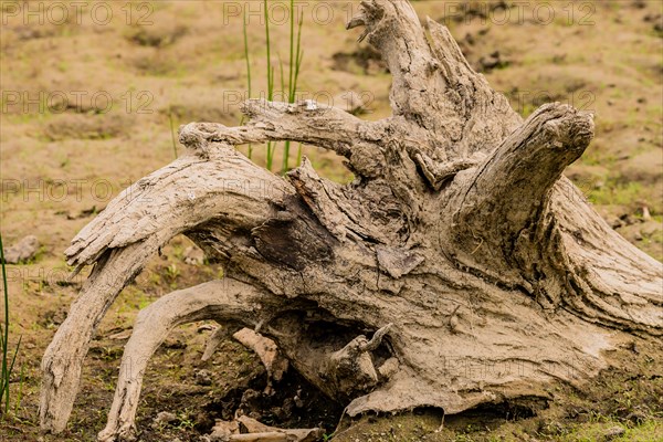 Closeup of old piece of driftwood on a sandy beach with sparse green grass in South Korea