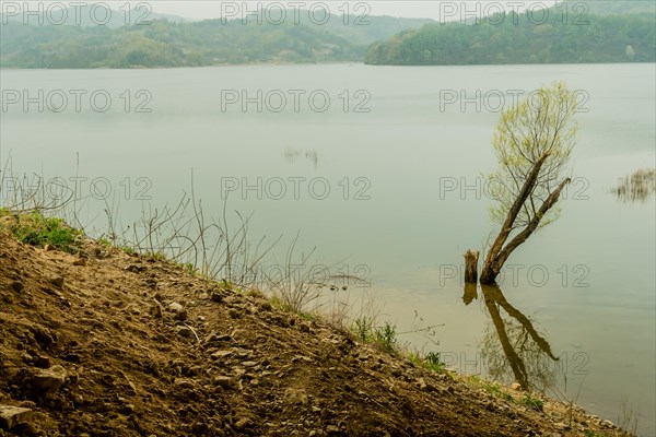 Tree growing in shallow water with reflection in water under overcast sky with mountains in background in South Korea
