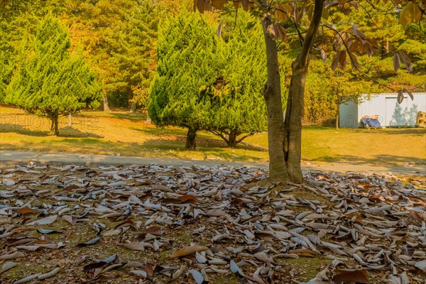 Green pine trees stand behind a carpet of fallen brown leaves on a sunny autumn day, in South Korea